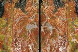 Tall, Colorful, Arizona Petrified Wood Bookends #74013-2